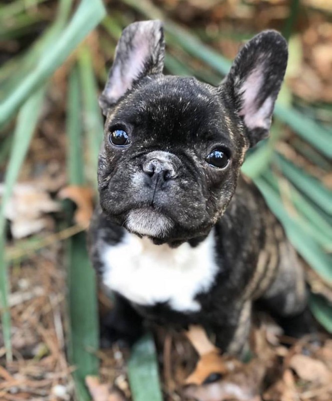 Frenchie Fresh Prince Kennel - Ask Frankie Breeder Directory