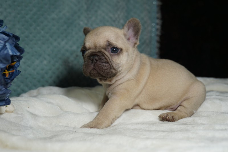 Golden Bay Frenchies Ask Frankie Breeder Directory
