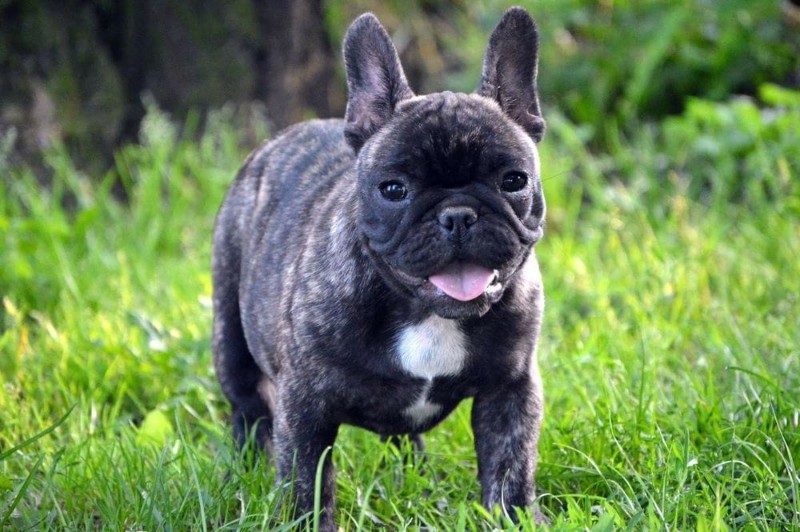Lake Sai Poodles & Frenchies - Ask Frankie Breeder Directory