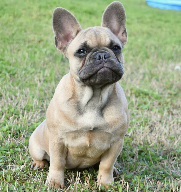 Wonderfully Made Frenchies - Ask Frankie Breeder Directory