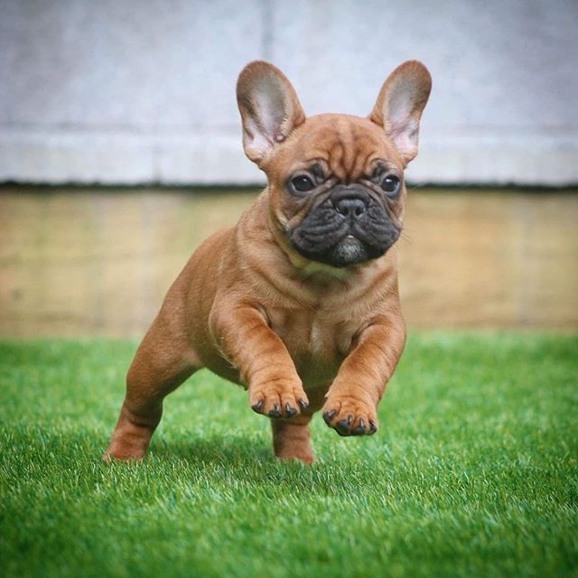 North Idaho Frenchie's - Ask Frankie Breeder Directory