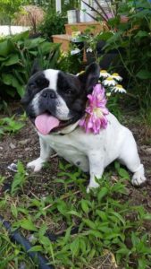 Sproull's Fabulous French bulldogs of Michigan
