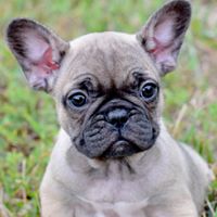 Farm Dog Frenchies - Ask Frankie Breeder Directory
