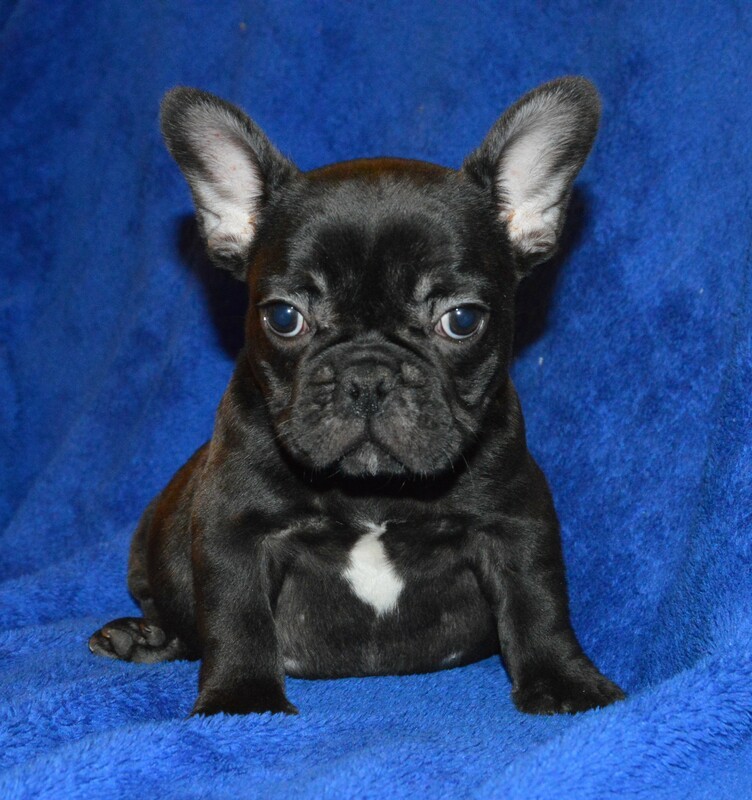 Puppies By Penny - Ask Frankie Breeder Directory