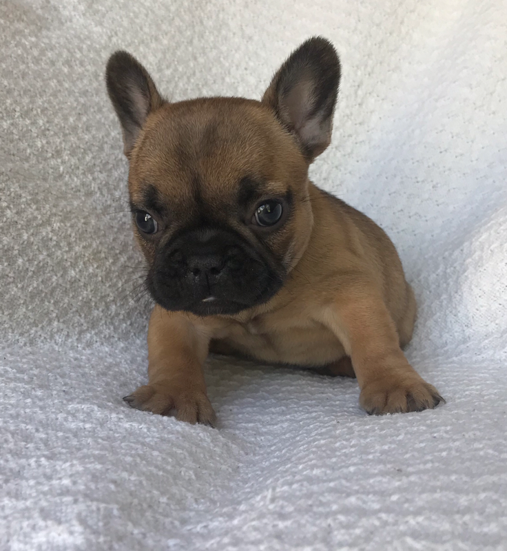 Puppies By Penny - Ask Frankie Breeder Directory