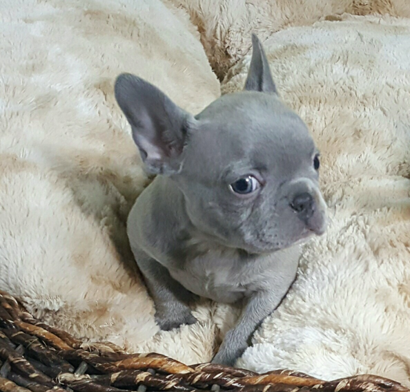 Masterpiece Frenchies - Ask Frankie Breeder Directory