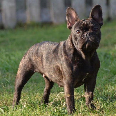 Pryde Boxers & French Bulldogs - Ask Frankie Breeder Directory