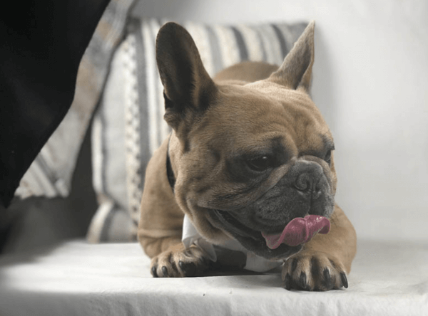 36 Best Images French Bulldog Breeder Austin Texas
